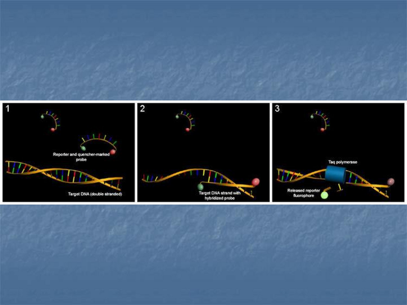 File:Xpert rapid MTB - 5-22-19.pdf